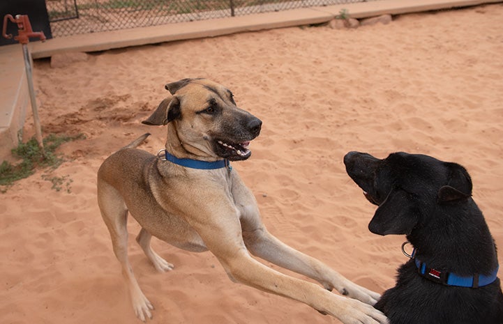 Southeast and Northwest the dogs are reunited and immediately started playing together