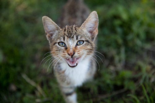 outdoor cat