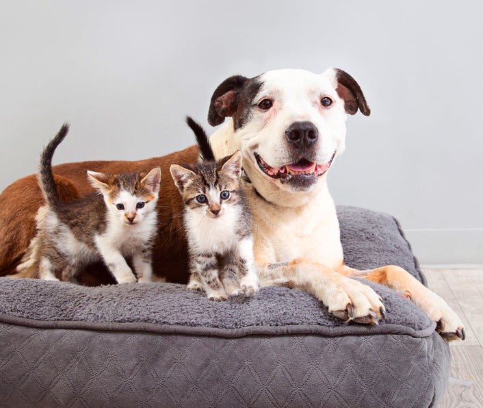 Two kittens and a dog on a pet bed