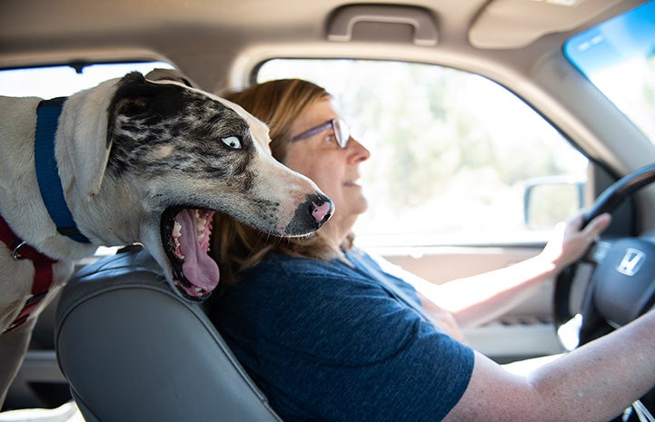 Person driving a car with a dog with mouth open looking forward from back seat