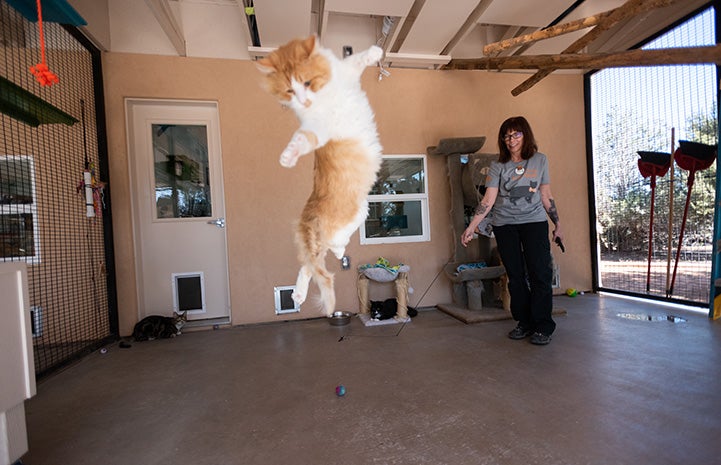 Person playing with a wand toy with a cat who is leaping in the air