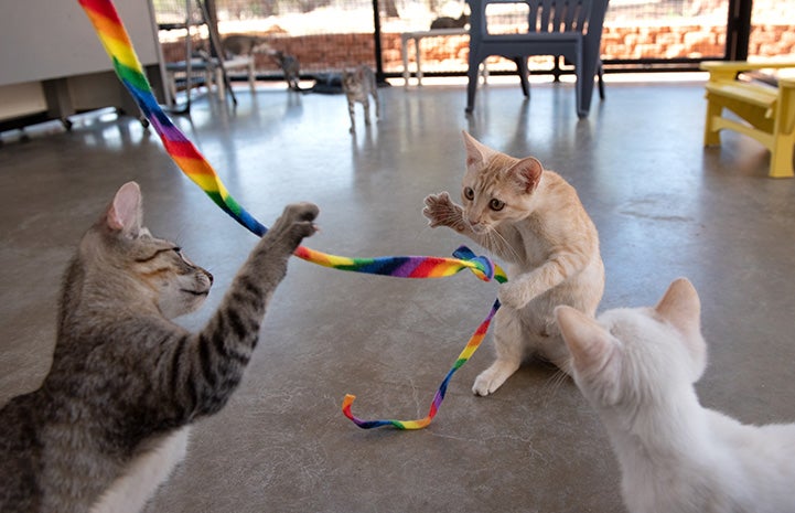 Three kittens playing with a wand toy