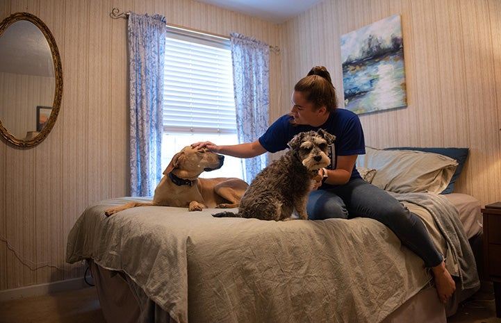 Person sitting on a bed with two dogs