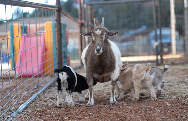 Fleury the goat nursing her kids