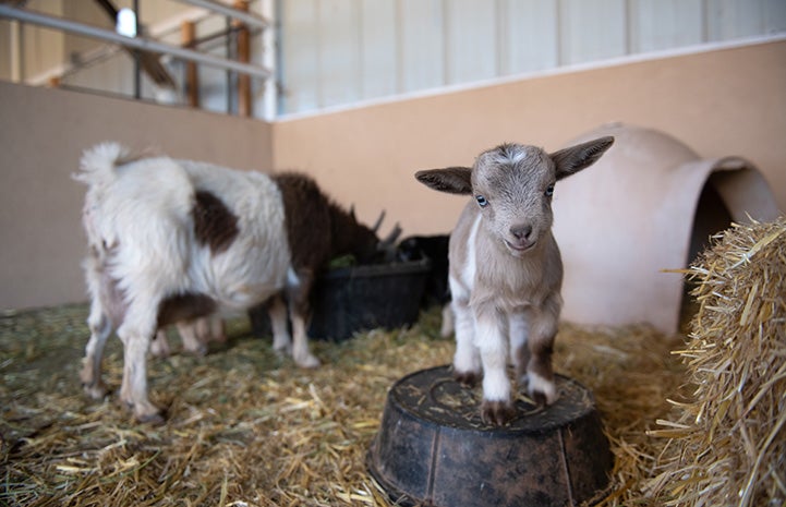 PJ the baby goat with his mom in the background