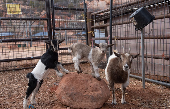Ziggy and PJ the baby goats with Fleury their mother, by a rock