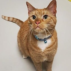 Adopt Goose the cat available for adoption from Houston