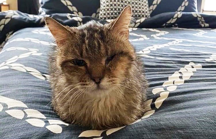 Kris Kringle the senior cat lying on a bed in a home