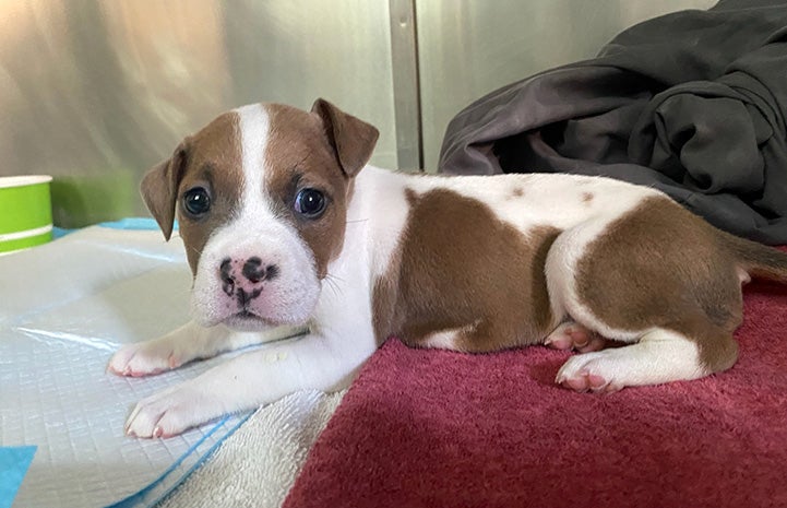 Brown and white puppy in a kennel