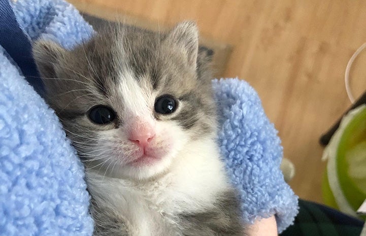 The face of tabby and white kitten being held