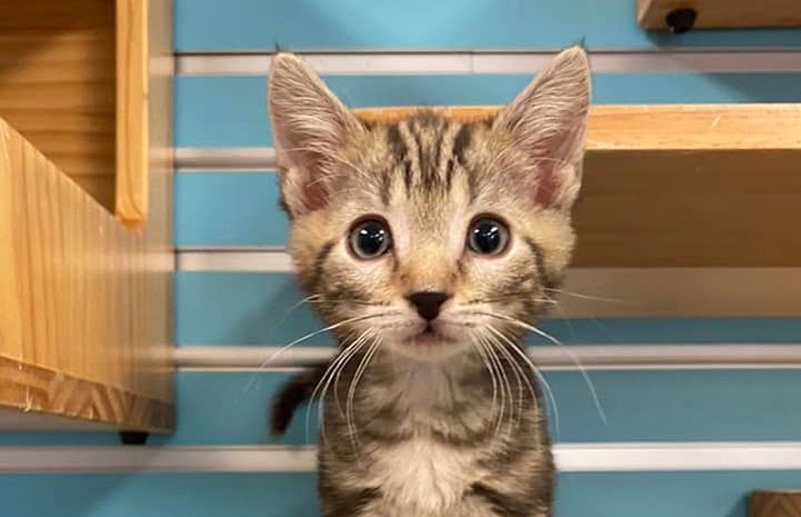 Brown tabby kitten