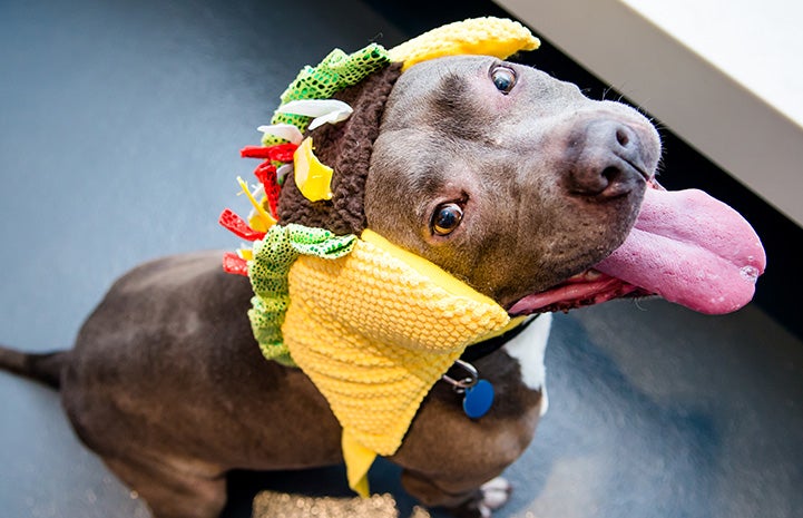 Dog wearing a taco costume