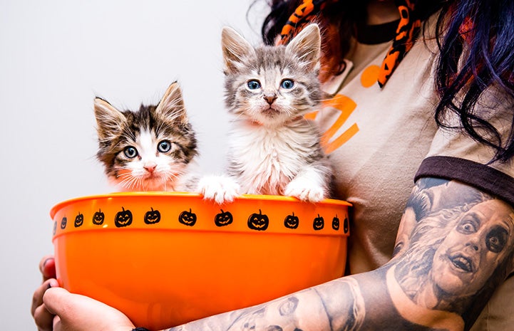 Person holding an orange bowl containing two kittens