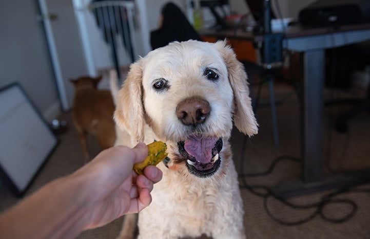 Dog eating a homemade treat