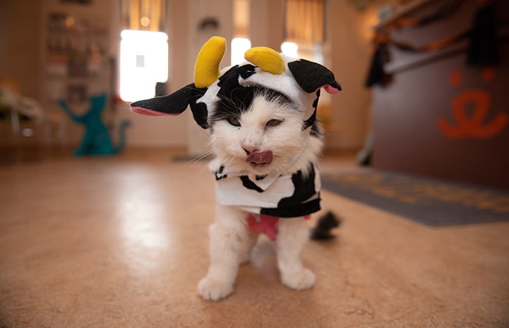 Bryce the cat dressed as a cow