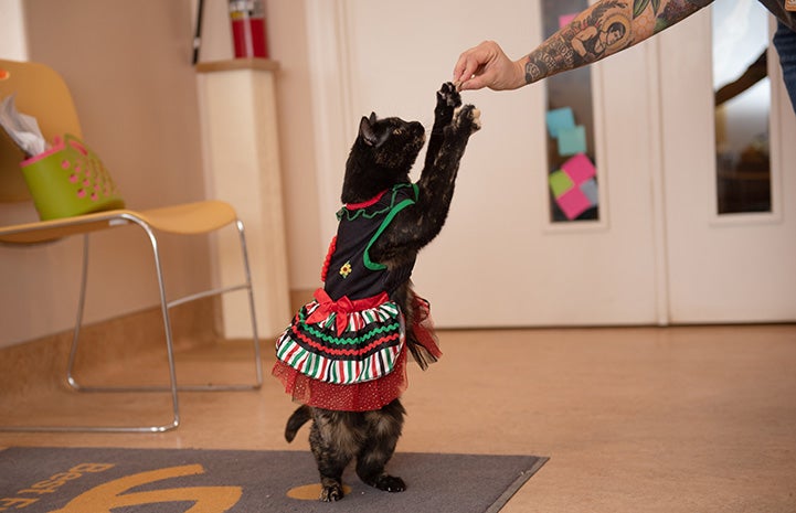 Emmalee the cat dressed as a dancer