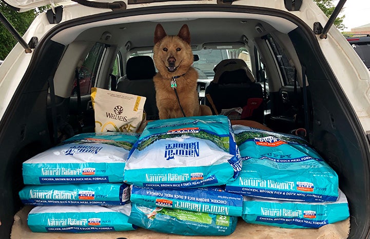 Back of hatchback car filled with bags of dog food with a dog sitting behind them