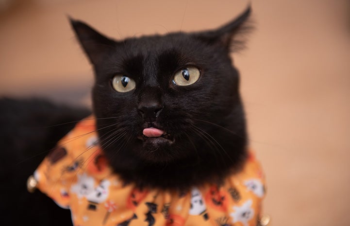 Jako the cat wearing an orange Halloween collar