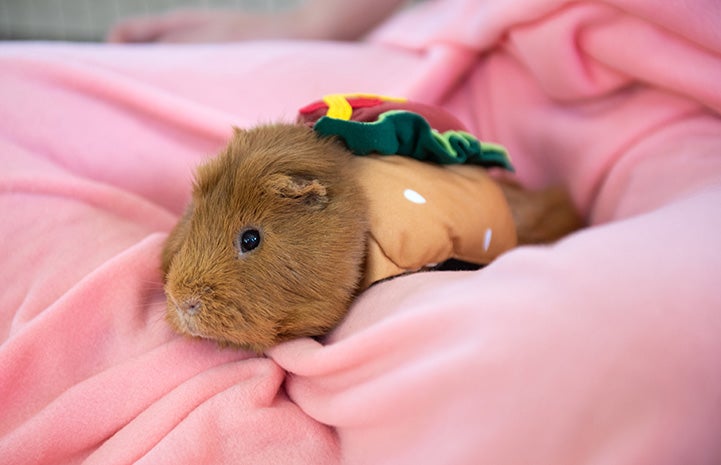 Keats the guinea pig dressed as a hot dog
