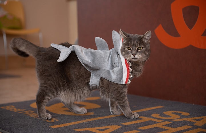 Lizzie the cat dressed as a shark
