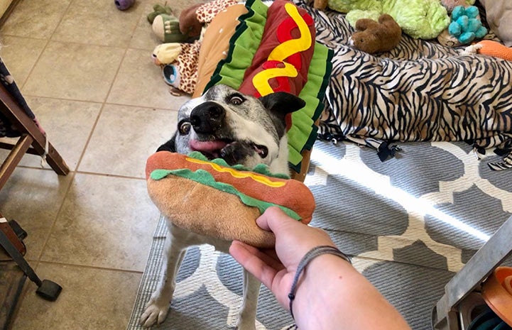 Maxx the dog dressed as a hot dog trying to lick a toy hot dog