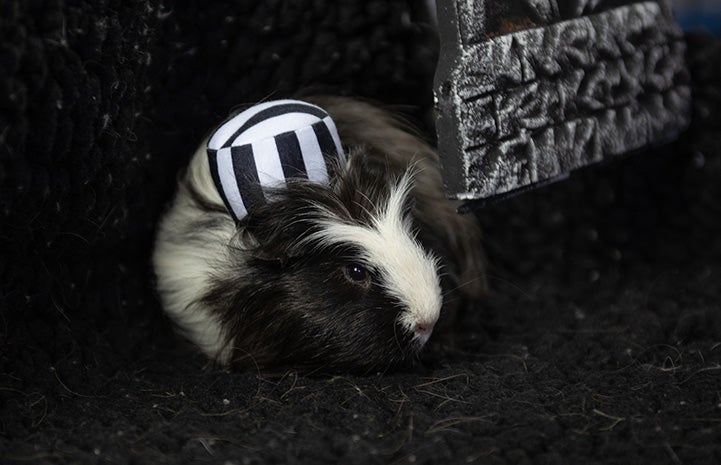 Milton the guinea pig dressed as an inmate