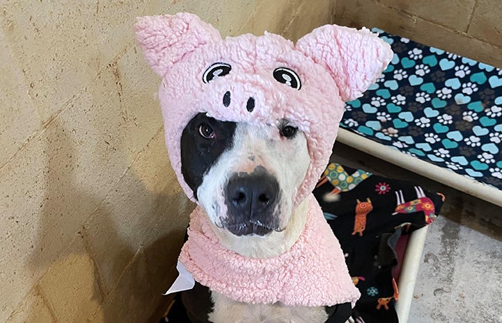 MooMoo the dog dressed as a pig