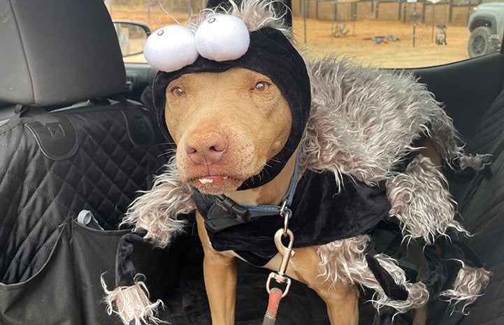 Pancake the dog dressed as a spider