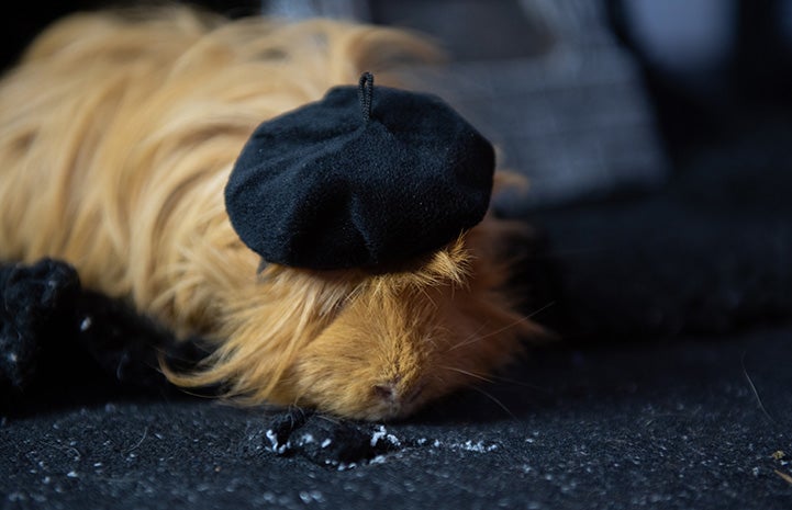 Thoreau the guinea pig dressed as a poet