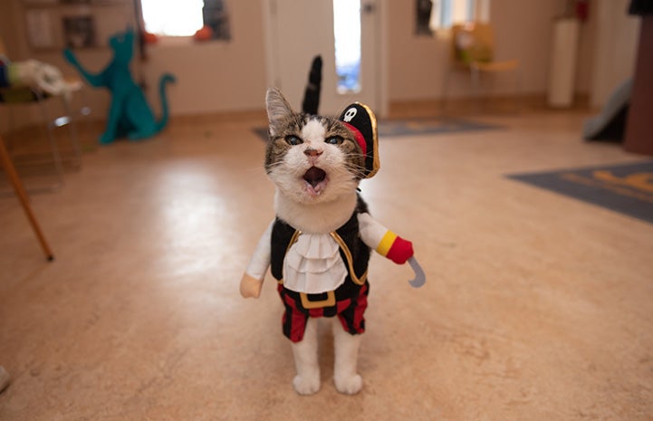 Woodrow the cat dressed as a pirate
