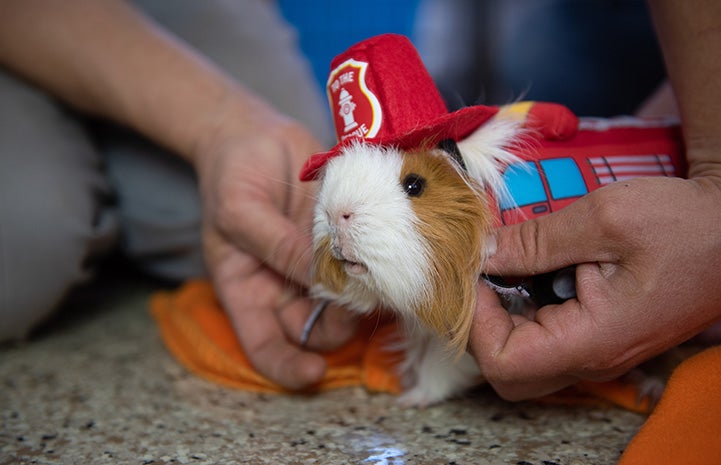 Wordsworth the guinea pig dressed as a fire truck