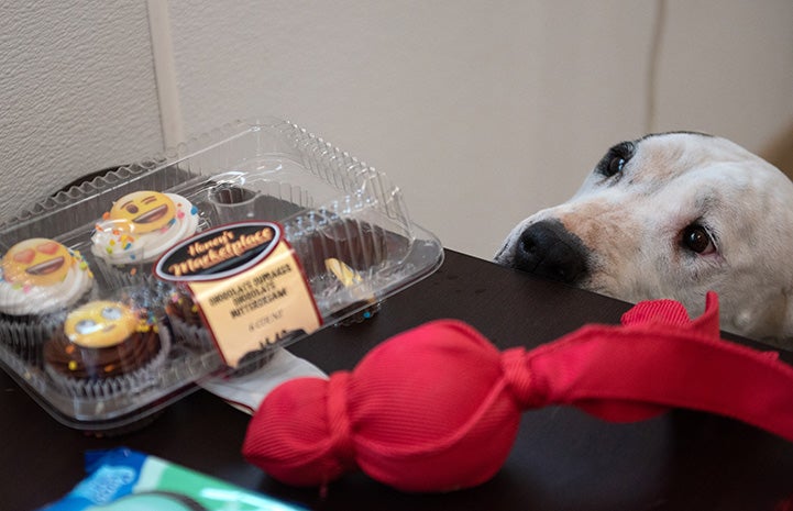 Dog looking at some cupcakes on a table