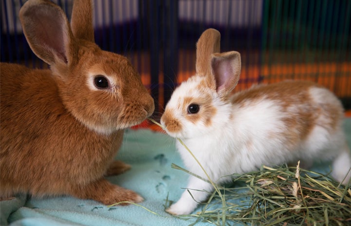 A big bunny and a small bunny facing each other