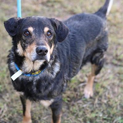Adopt Hansen the dog available for adoption from Houston