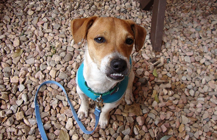 Brown and white dog with underbite