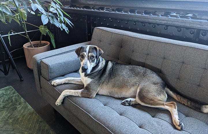 Chrissy the dog lying on the couch