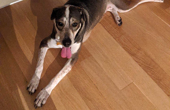 Chrissy the dog with her tongue out, lying on the floor