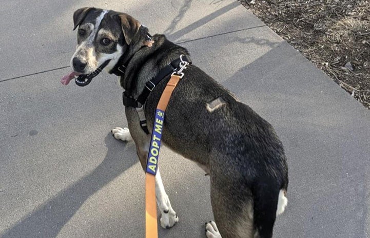 Chrissy the dog out on a walk on a leash