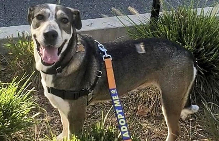 Chrissy the dog smiling while outside on a leashed walk