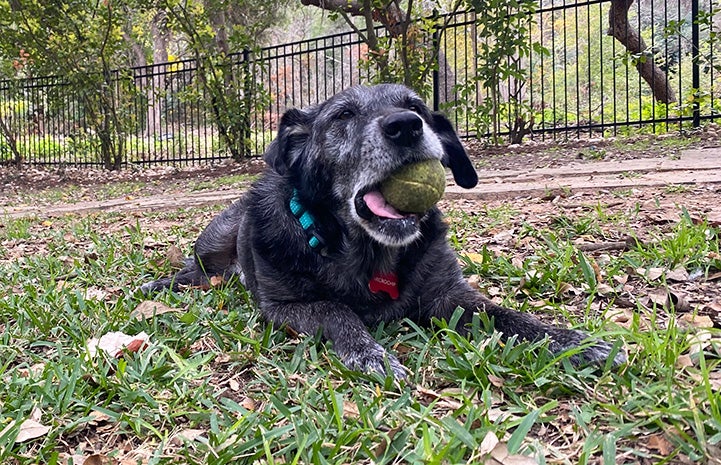 Patch the dog outside in a yard lying down with a ball in his mouth