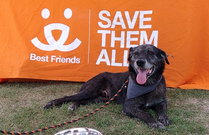 Patch the dog lying in front of a Best Friends Save Them All orange banner