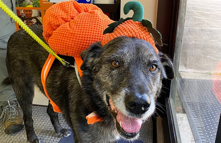 Patch the dog wearing a pumpkin costume