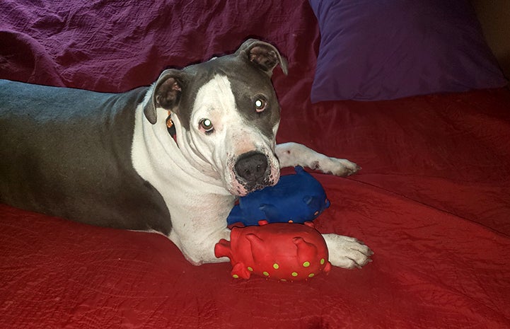 Bruce the Great Dane-mastiff mix lying on the floor with some toys