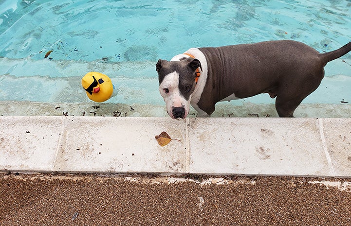 Bruce the dog in the pool with a toy