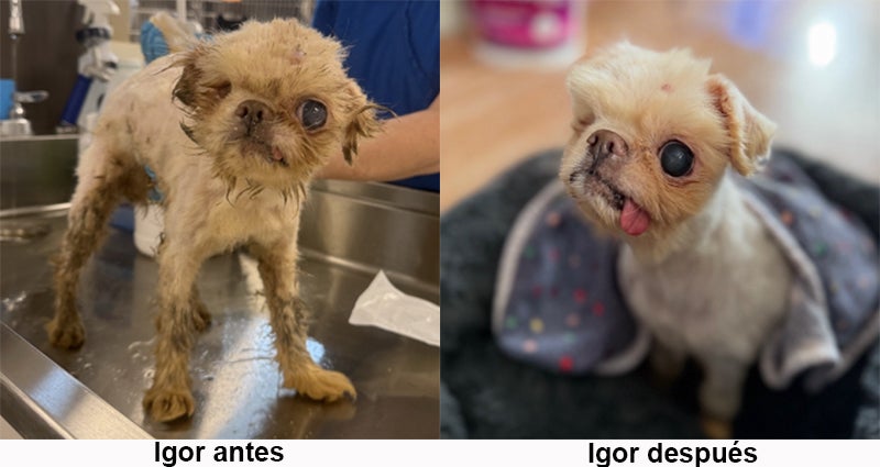 Igor antes y Igor después