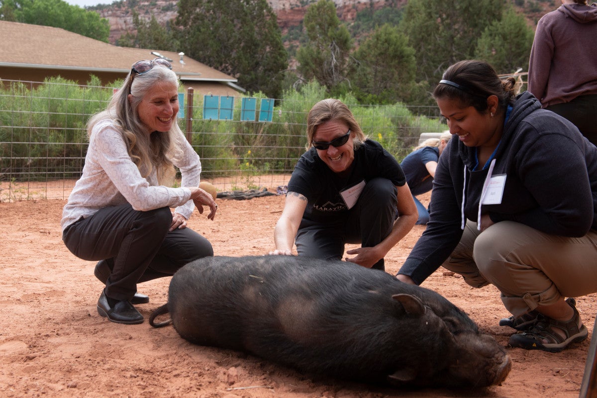 Jana de Peyer with some other people who are giving a belly rub to a pig
