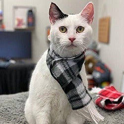 Adopt Jerry the cat available for adoption from Houston