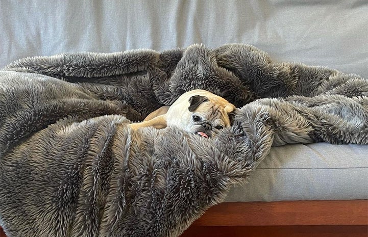 Noodle the pug lying on a fluffy blanket on a couch