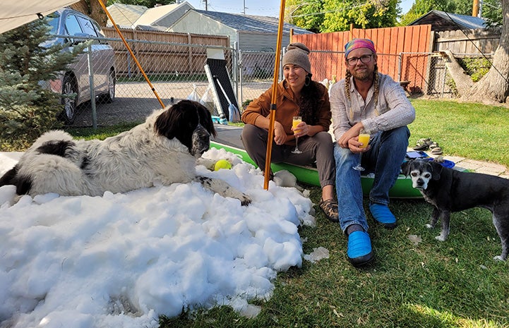 Maggie the St. Bernard lying on a pile of ice by her family