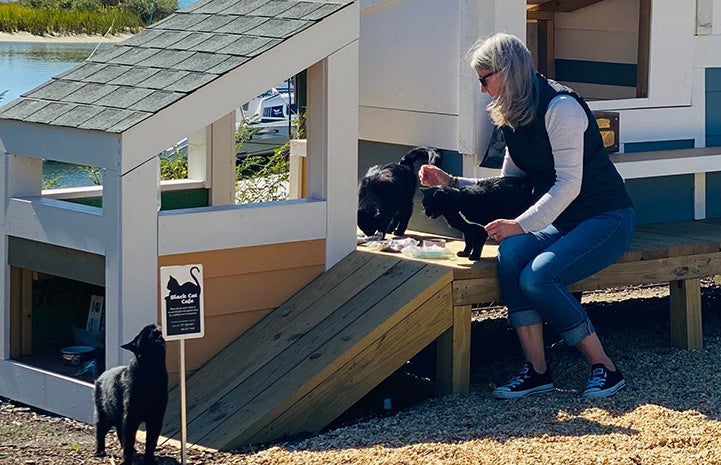 Caregiver feeding cats at the Norfolk, Virginia community cat living structure
